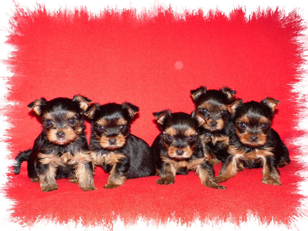 Du clos des bleuettes - Photos des chiots d'HORTENSE-ALLURE