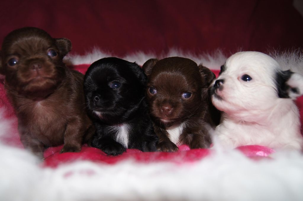 Du clos des bleuettes - PHOTOS DES CHIOTS A 3 SEMAINES