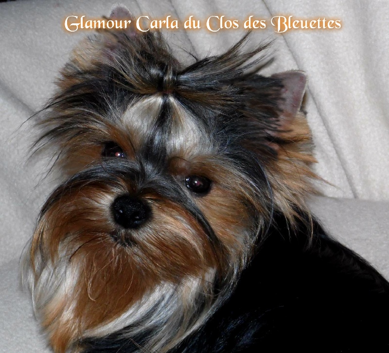 Glamour carla Du clos des bleuettes