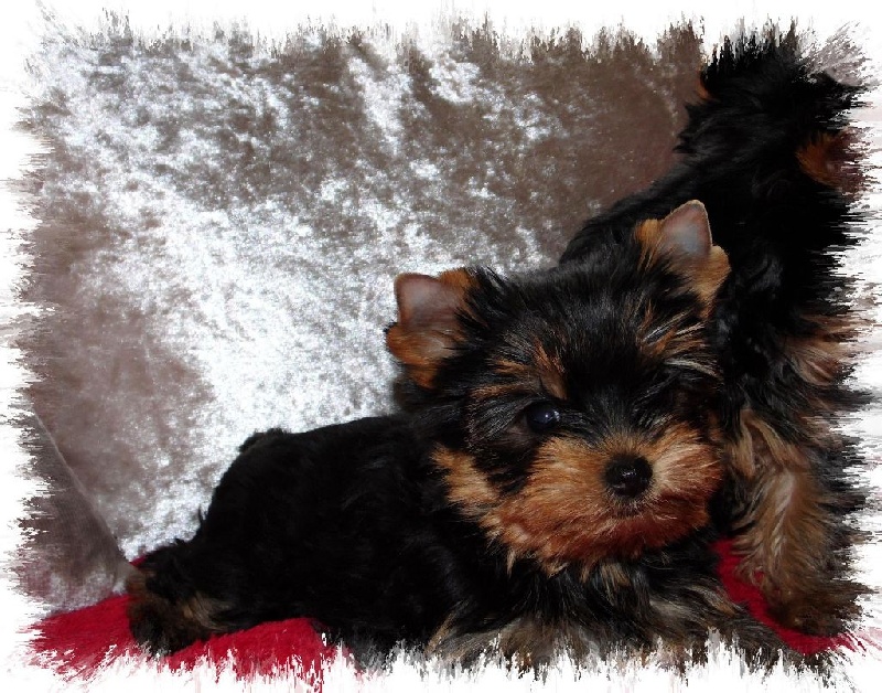 Du clos des bleuettes - Yorkshire Terrier - Portée née le 01/02/2016