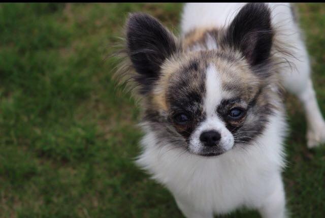 chiot Chihuahua Du clos des bleuettes