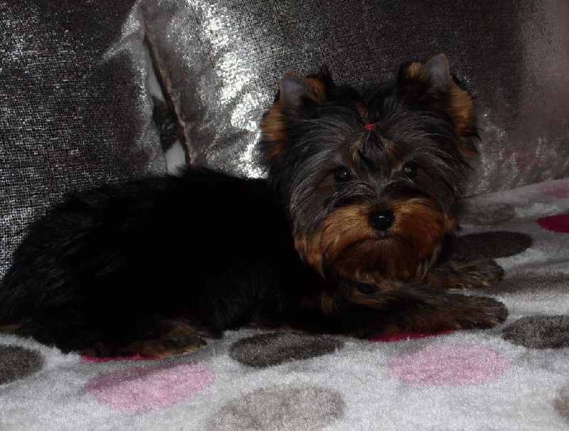 Du clos des bleuettes - Yorkshire Terrier - Portée née le 05/09/2016