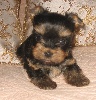 CHIOT n° 1 miniature