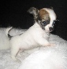 CHIOT n° 2 MINIATURE