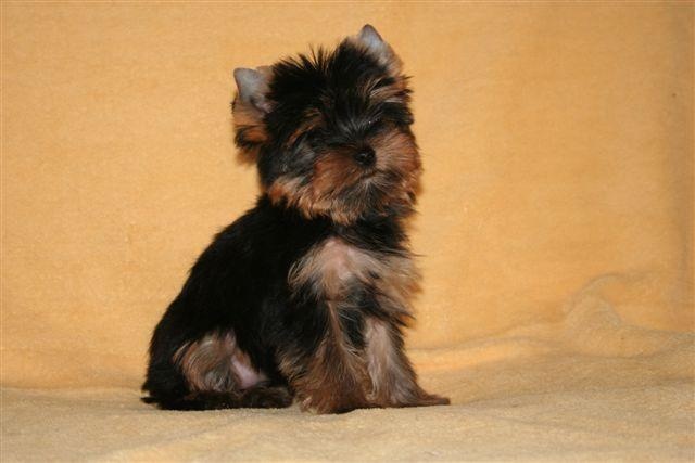 Du clos des bleuettes - Yorkshire Terrier - Portée née le 14/12/2008