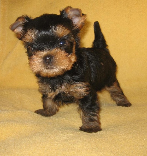 Du clos des bleuettes - Yorkshire Terrier - Portée née le 11/07/2010