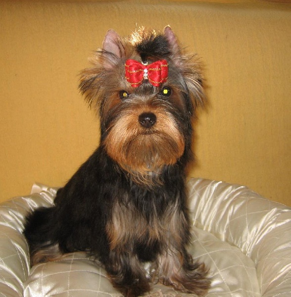 First lady jackie Du clos des bleuettes