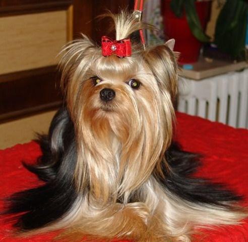 Ellena Du clos des bleuettes