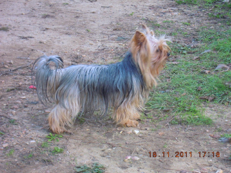 Daisy Du clos des bleuettes