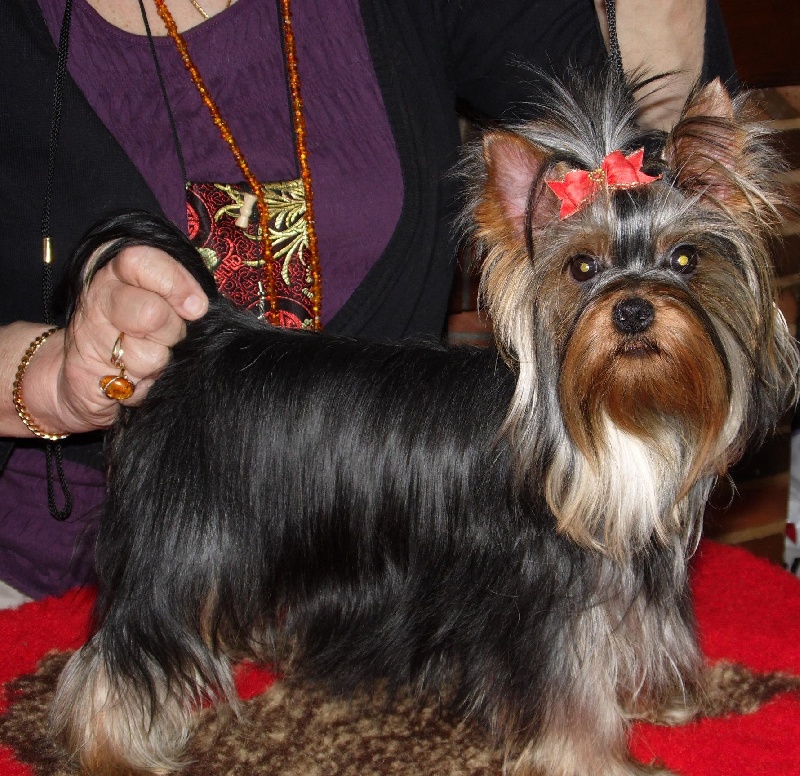Ideale beaute royale Du clos des bleuettes