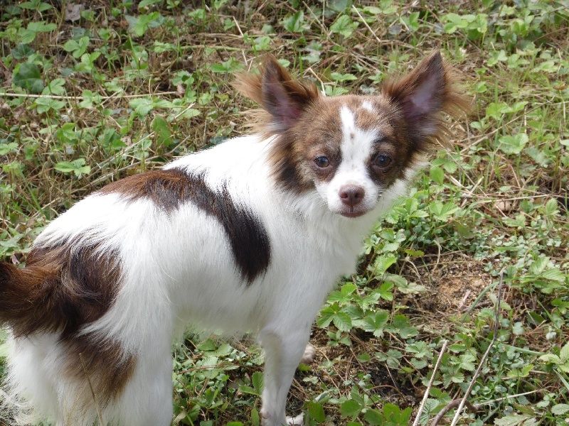 Isadora Du clos des bleuettes