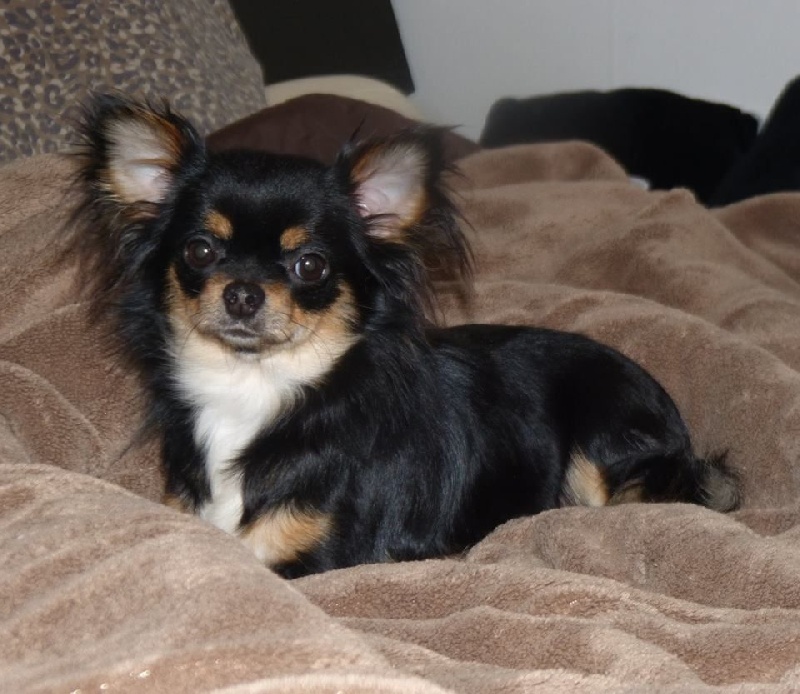 Laurette Du clos des bleuettes