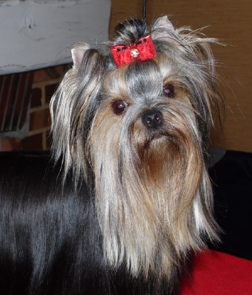 Lady victoria Du clos des bleuettes