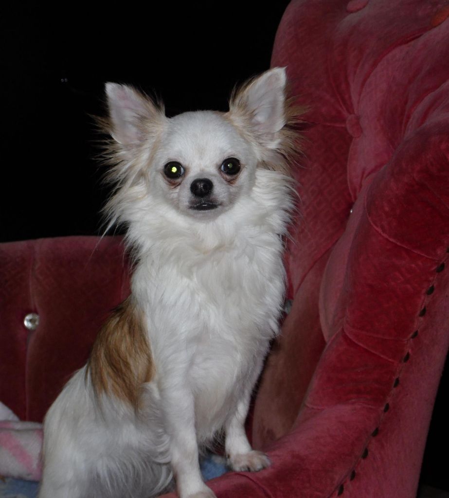 Lolita Du clos des bleuettes