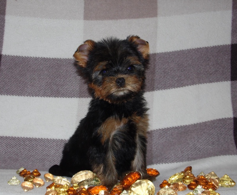 Chiots HORTENSE-ALLURE