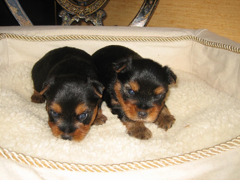 chiots de VERONE x AMBASSADOR