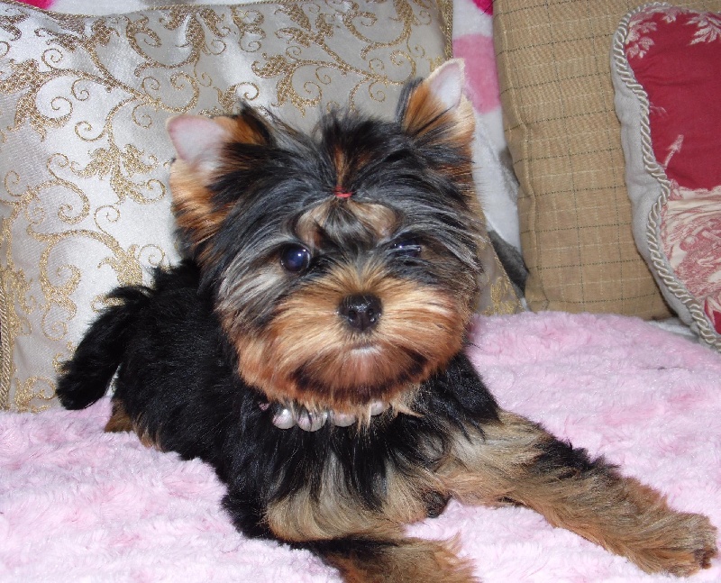 Chiots de GLAMOUR CARLA