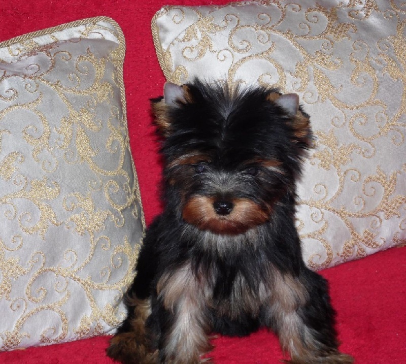 Chiots IVANNA-BIANCA