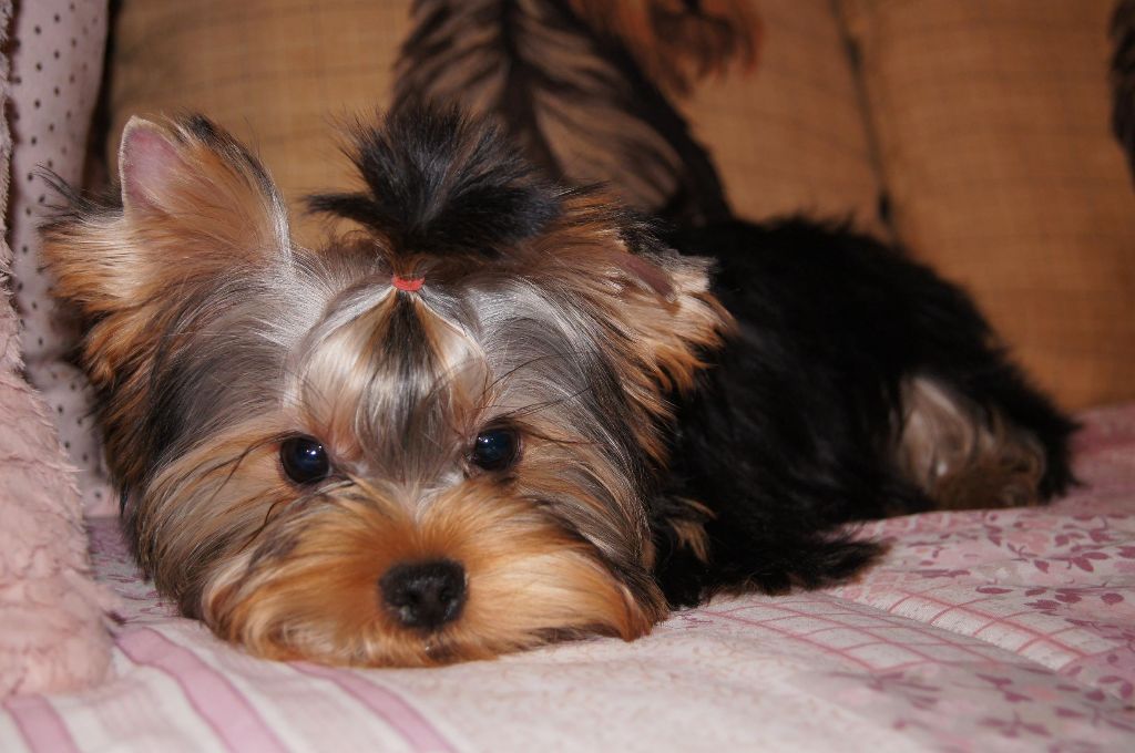 Du clos des bleuettes - Yorkshire Terrier - Portée née le 23/06/2019