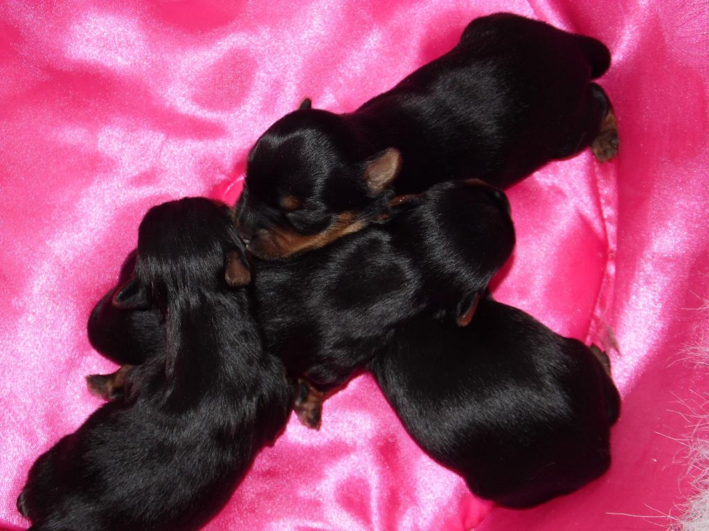 Du clos des bleuettes - Yorkshire Terrier - Portée née le 24/04/2017