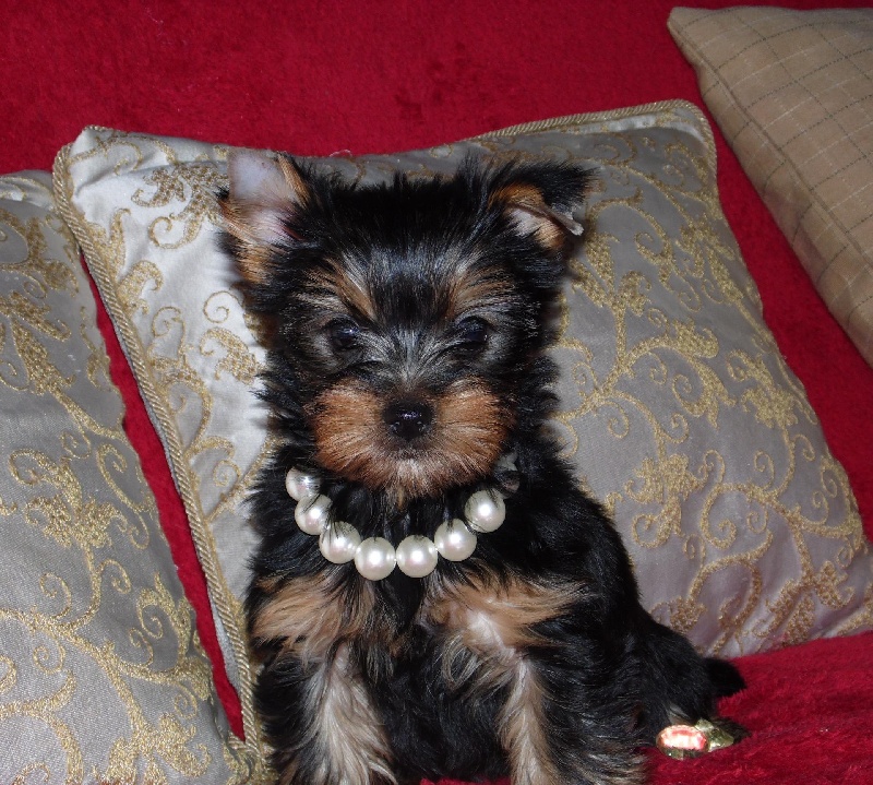 Du clos des bleuettes - Yorkshire Terrier - Portée née le 04/10/2015