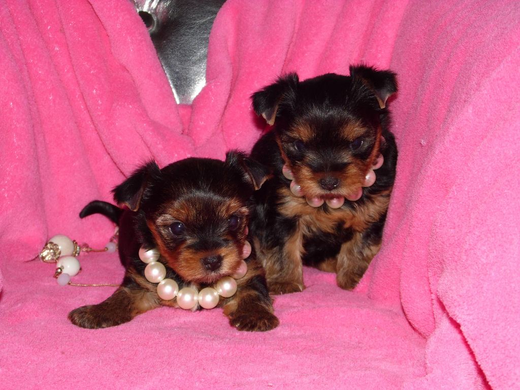 Du clos des bleuettes - Yorkshire Terrier - Portée née le 04/04/2019