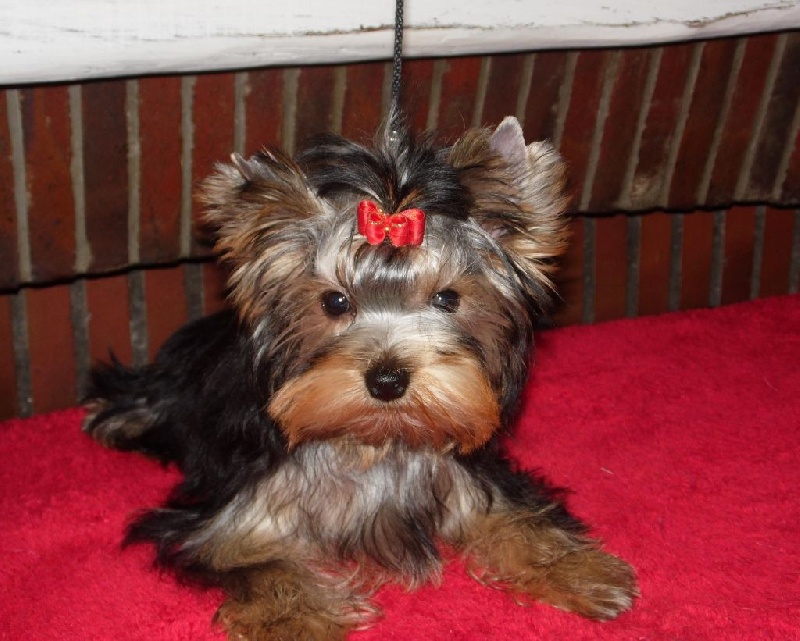 Du clos des bleuettes - Yorkshire Terrier - Portée née le 15/05/2016