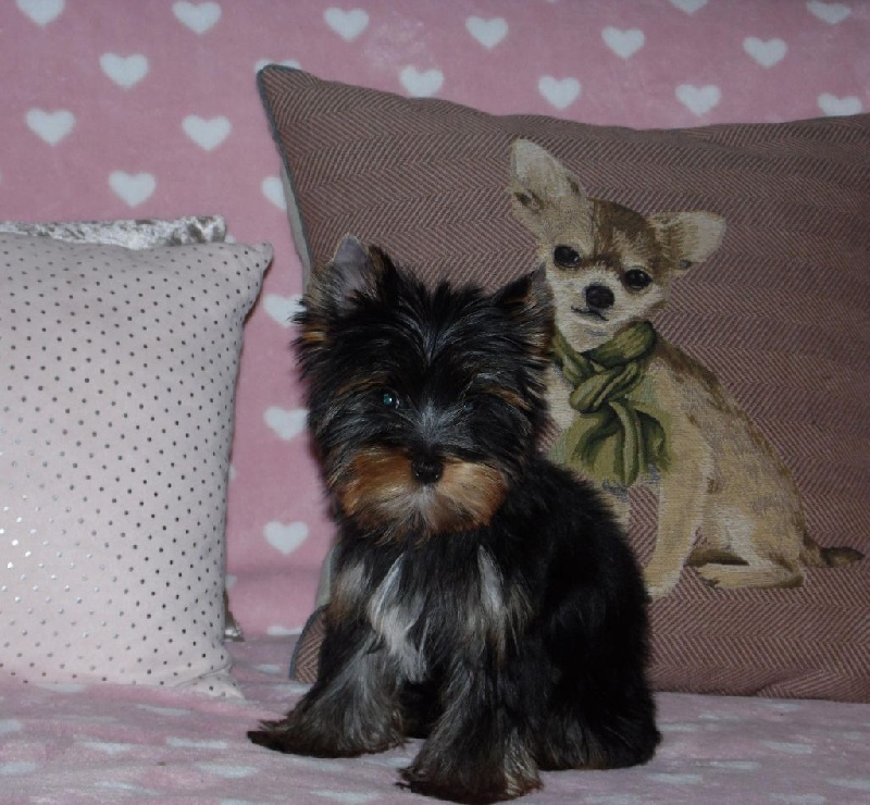 Du clos des bleuettes - Yorkshire Terrier - Portée née le 24/07/2016