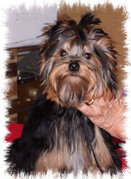 Du clos des bleuettes - Yorkshire Terrier - Portée née le 12/03/2015