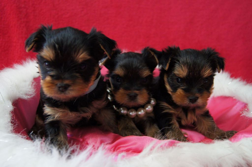 Du clos des bleuettes - Yorkshire Terrier - Portée née le 28/02/2022