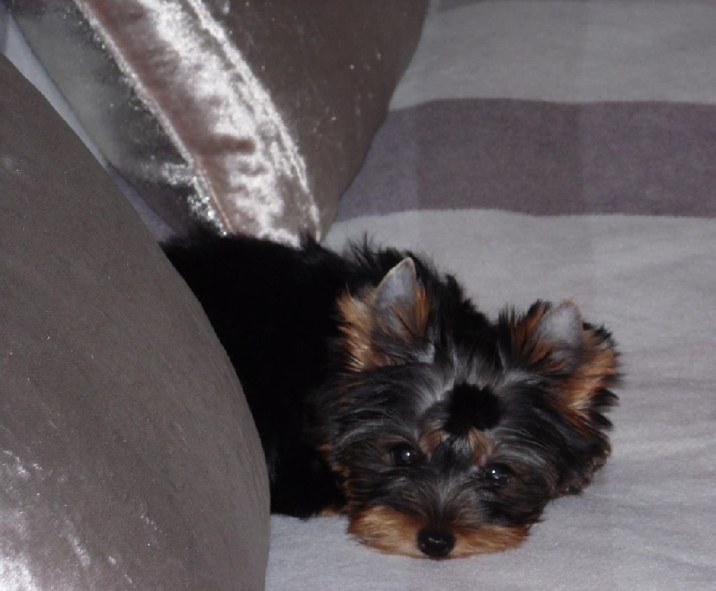 Du clos des bleuettes - Yorkshire Terrier - Portée née le 08/06/2016