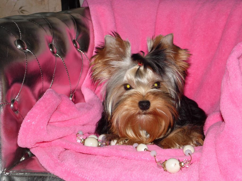 Du clos des bleuettes - Yorkshire Terrier - Portée née le 03/11/2018