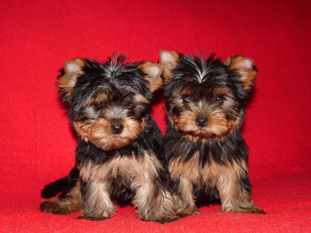 Du clos des bleuettes - Yorkshire Terrier - Portée née le 21/10/2017