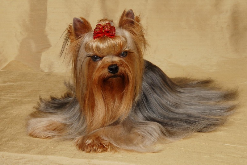 Du clos des bleuettes - Yorkshire Terrier - Portée née le 17/09/2012