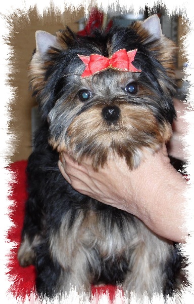 Du clos des bleuettes - Yorkshire Terrier - Portée née le 23/01/2015
