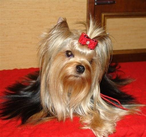 Du clos des bleuettes - Yorkshire Terrier - Portée née le 12/10/2011