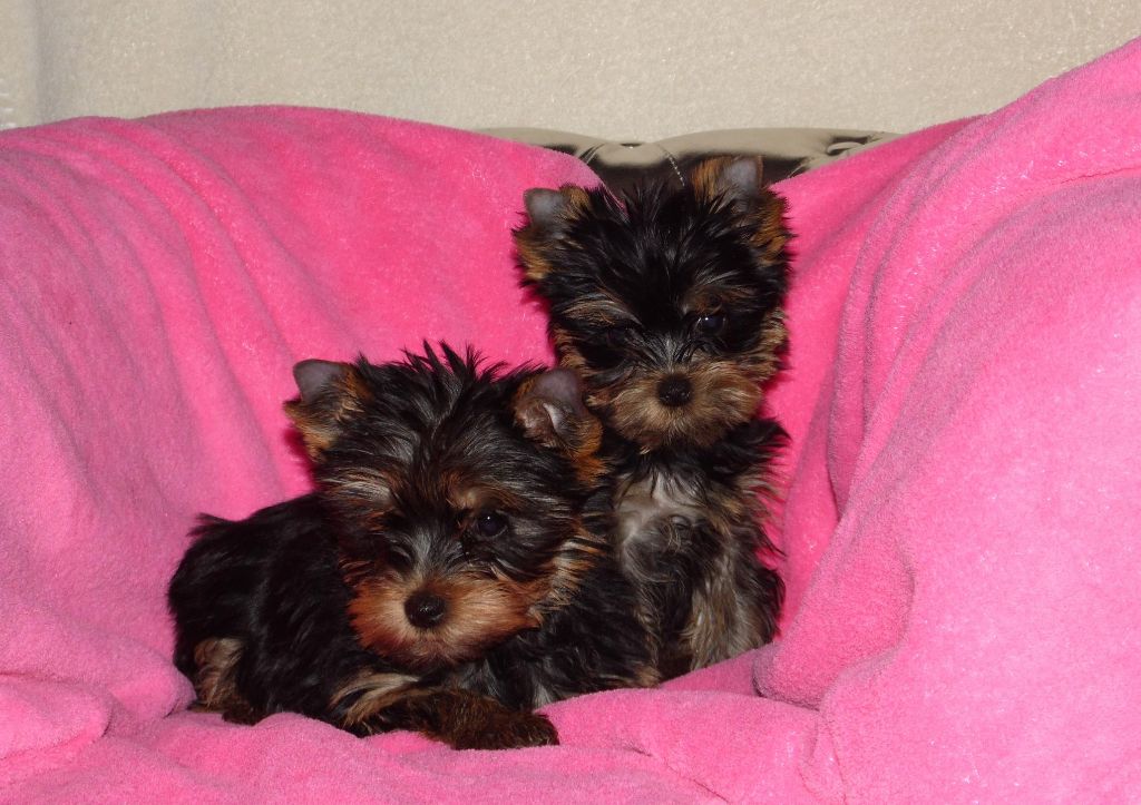 Du clos des bleuettes - Yorkshire Terrier - Portée née le 24/12/2018