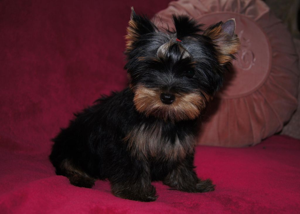 Du clos des bleuettes - Yorkshire Terrier - Portée née le 29/08/2019