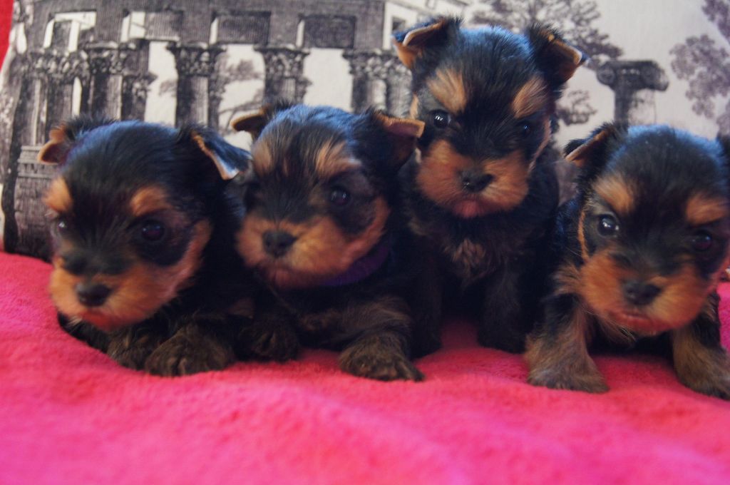 Du clos des bleuettes - Yorkshire Terrier - Portée née le 07/12/2020