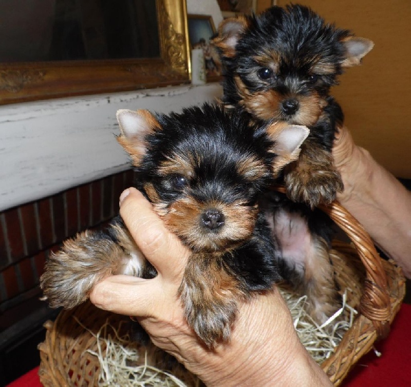 Du clos des bleuettes - Yorkshire Terrier - Portée née le 20/07/2016