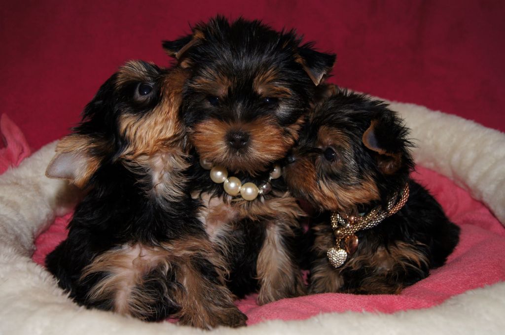 Du clos des bleuettes - Yorkshire Terrier - Portée née le 29/12/2021