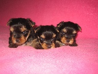 CHIOT