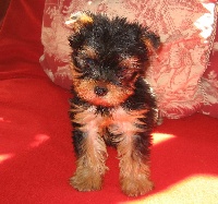 CHIOT n° 3
