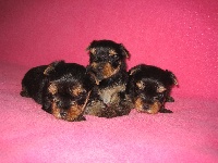 CHIOT