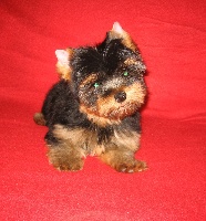 CHIOT n° 1