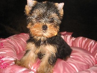 CHIOT