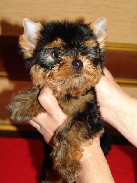Du clos des bleuettes - Yorkshire Terrier - Portée née le 19/07/2012