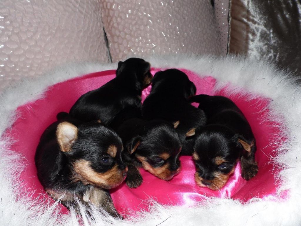 Du clos des bleuettes - Yorkshire Terrier - Portée née le 07/04/2017