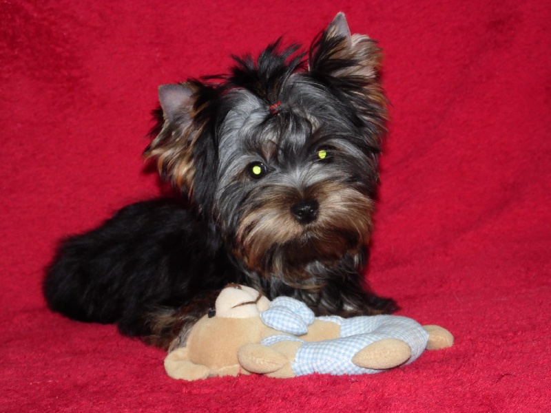 Du clos des bleuettes - Yorkshire Terrier - Portée née le 06/05/2015