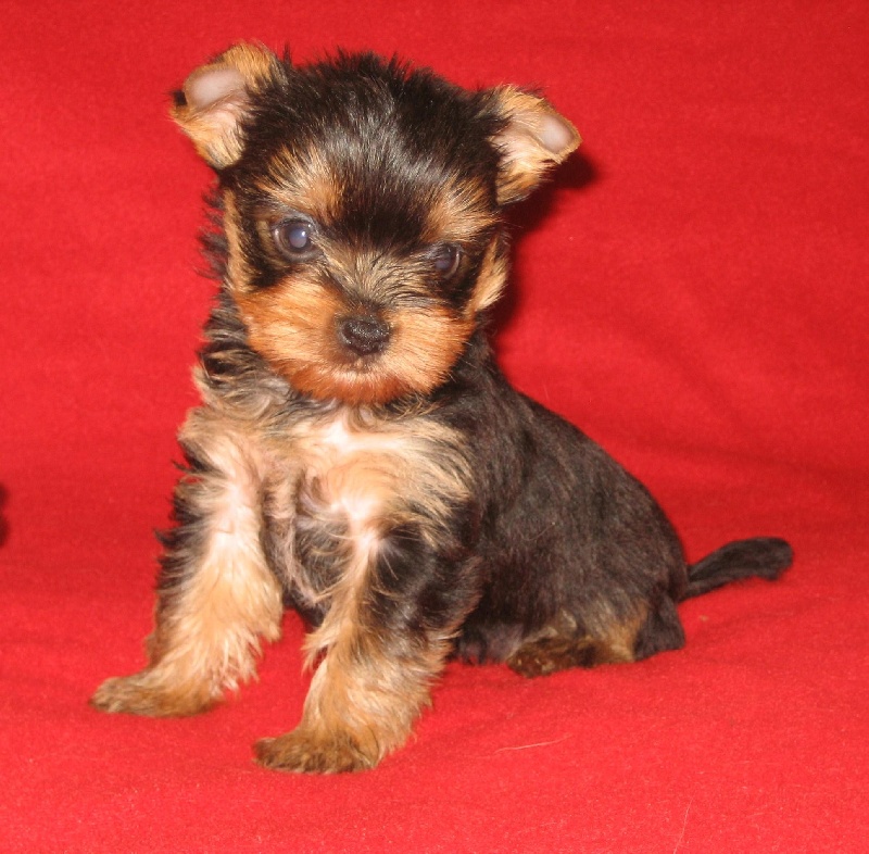 Du clos des bleuettes - Yorkshire Terrier - Portée née le 18/05/2012